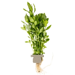Hygrophila polysperma 050 CLP